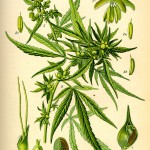 Wikipedia:Hampaväxtens olika delar