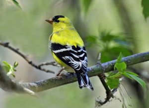 Natur- fågel-fink