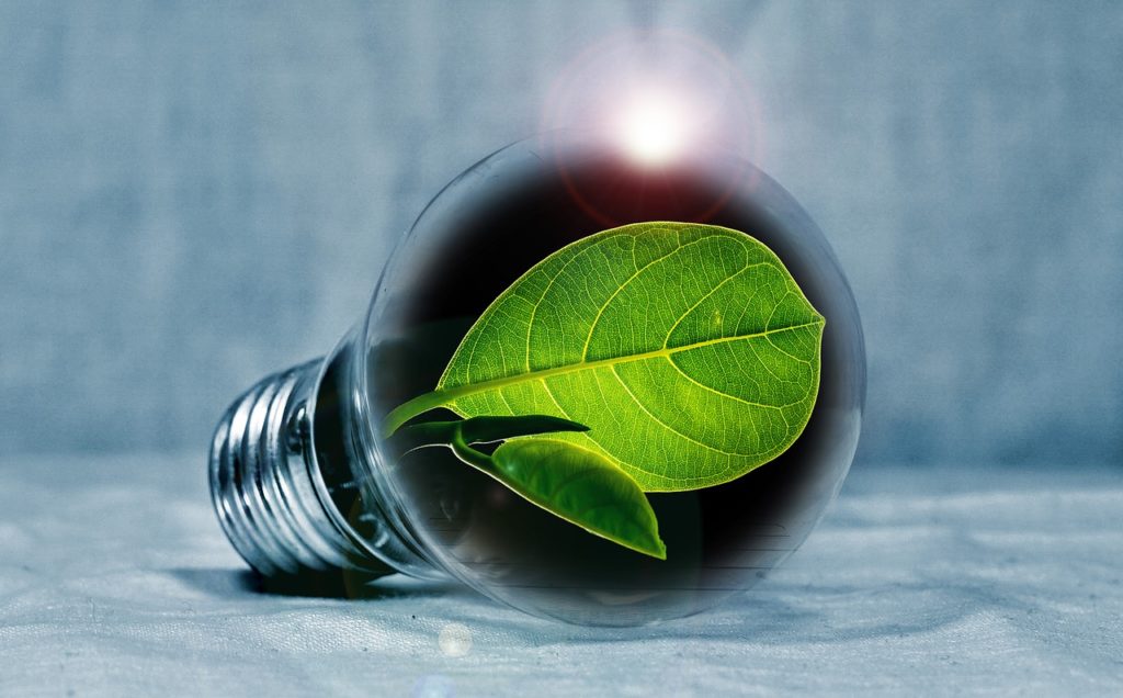 light bulb, leaf, chlorophyll